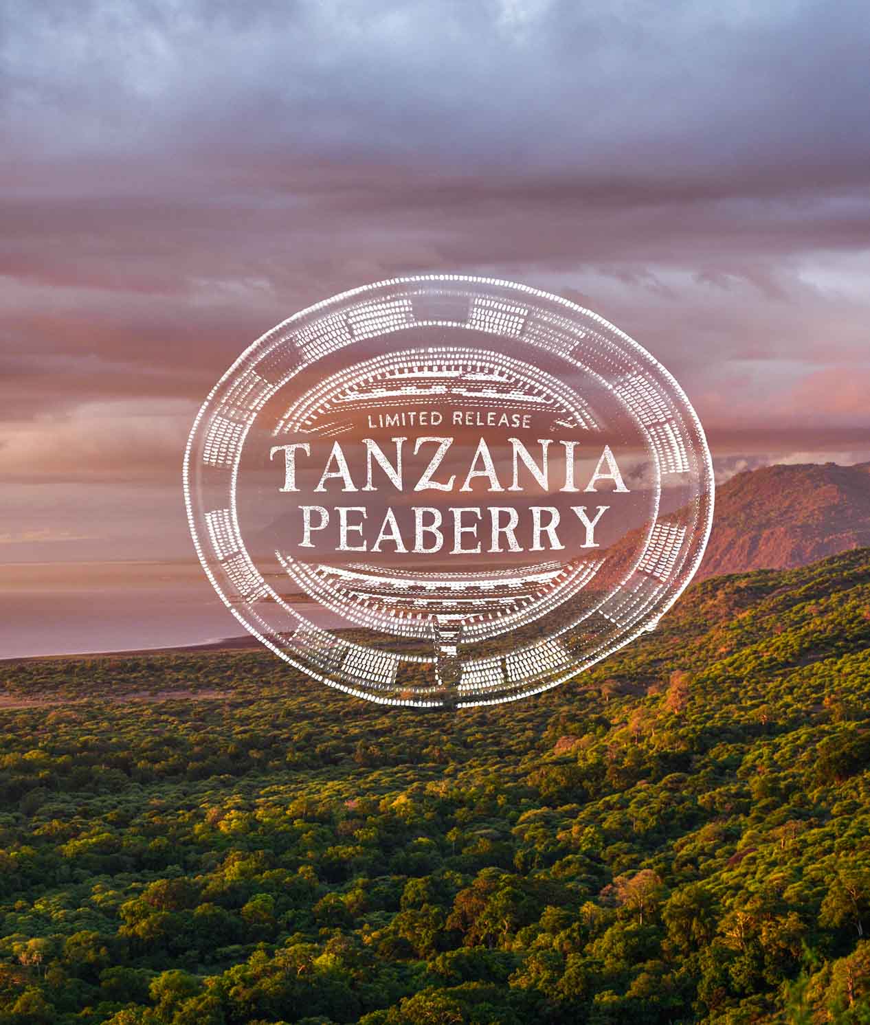 Tanzania Peaberry